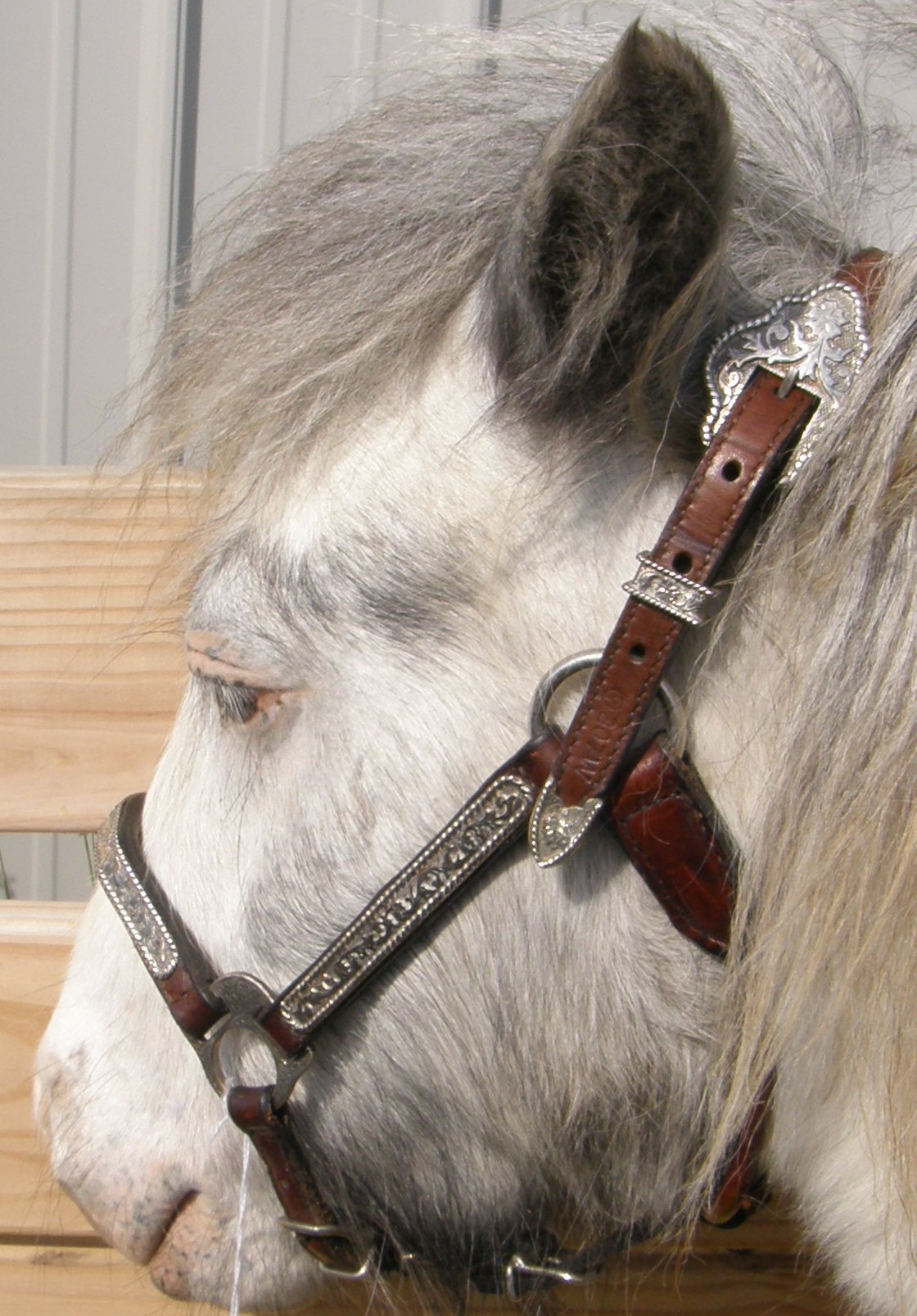 show halters foal mini